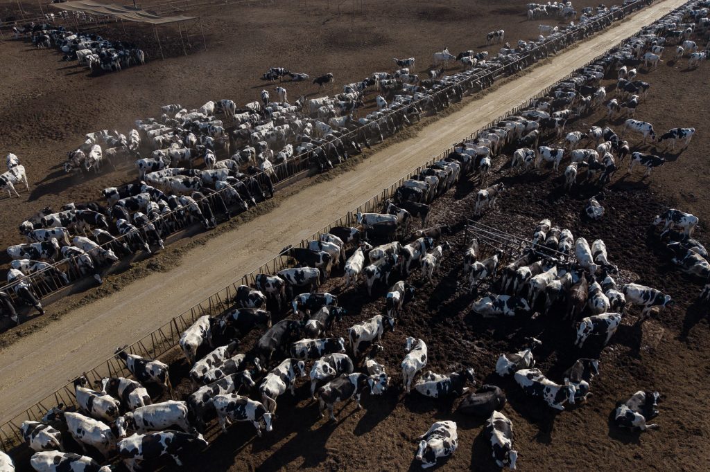 Trump Takes Campaign to Cattle Country as Beef Prices Remain Elevated